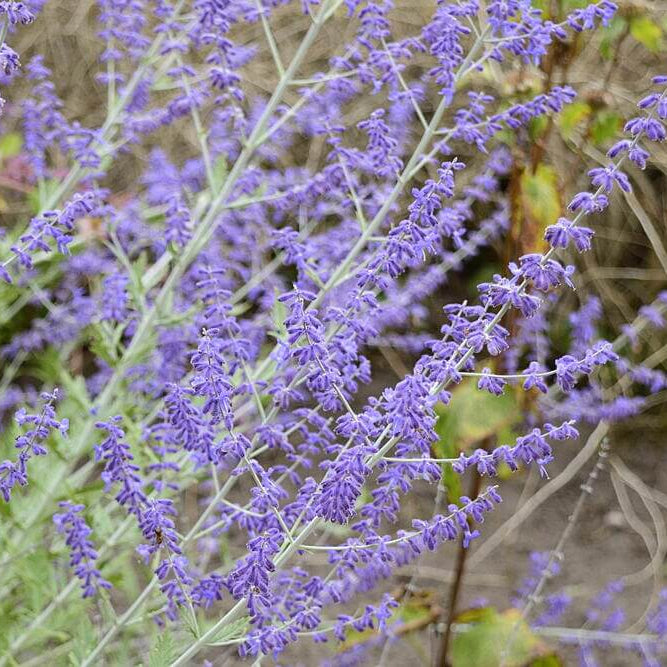 Russian Sage Perovskia Atriplicifolia Seeds 