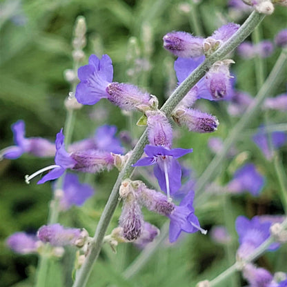 Russian Sage Perovskia Atriplicifolia Seeds 