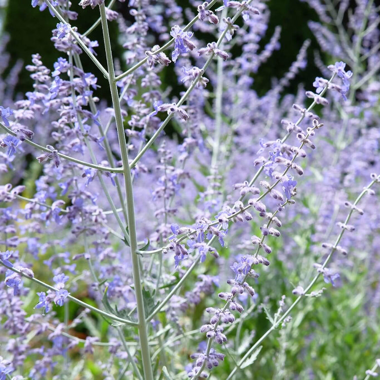 Russian Sage Perovskia Atriplicifolia Seeds 
