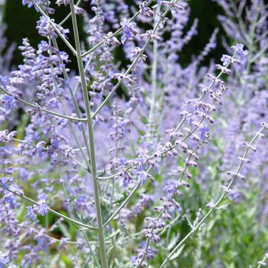 Russian Sage Perovskia Atriplicifolia Seeds 