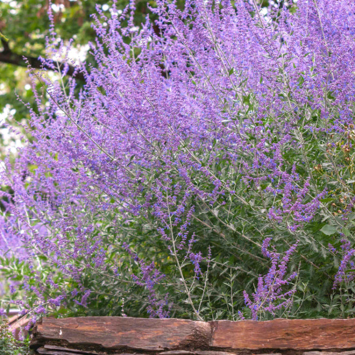 Russian Sage Seeds