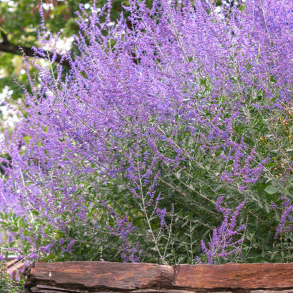 Russian Sage Seeds