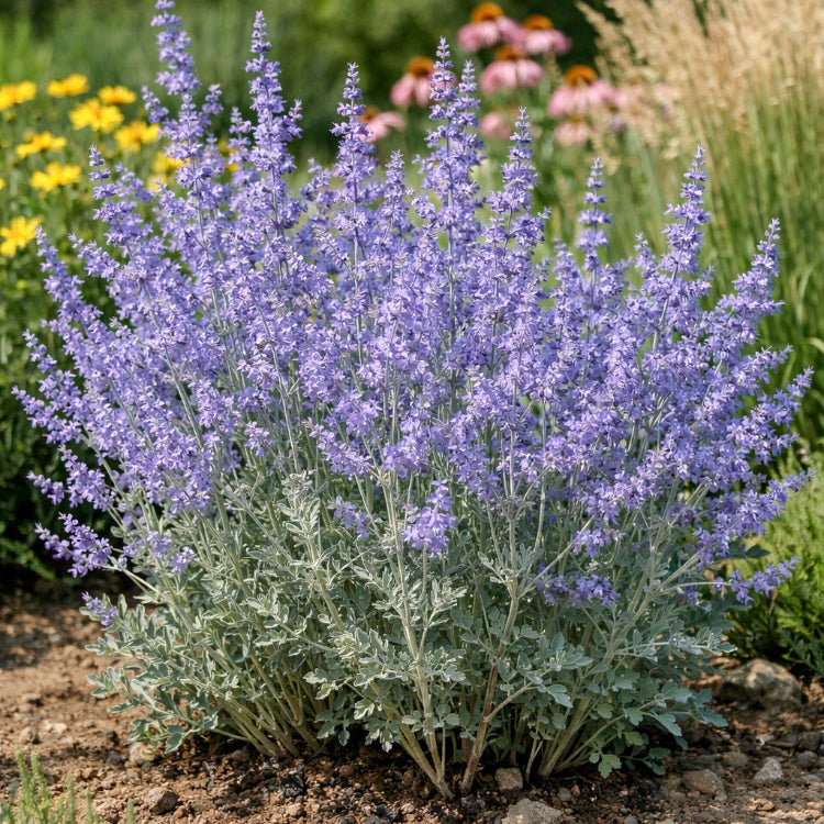Russian Sage Seeds