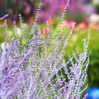 Russian Sage Seeds