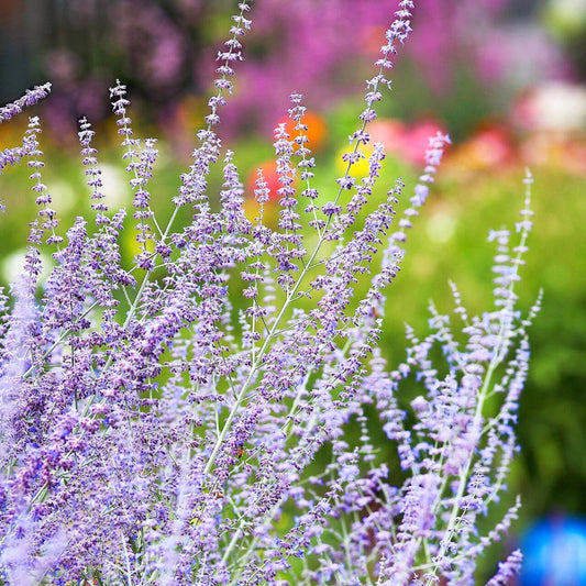Russian Sage Seeds