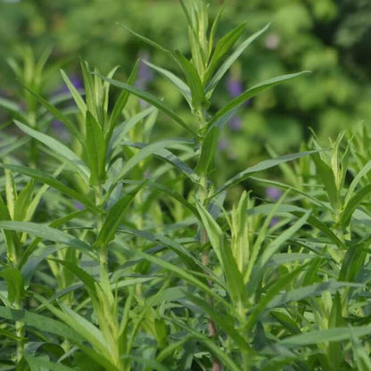 Russian Tarragon seeds - Herbal Plant