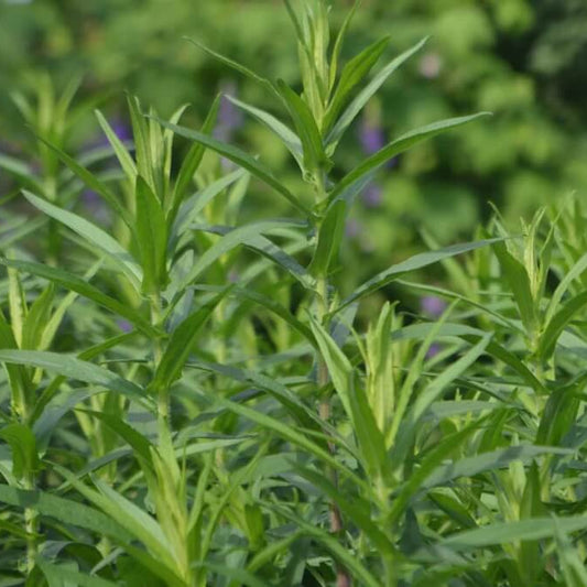 Russian Tarragon seeds - Herbal Plant