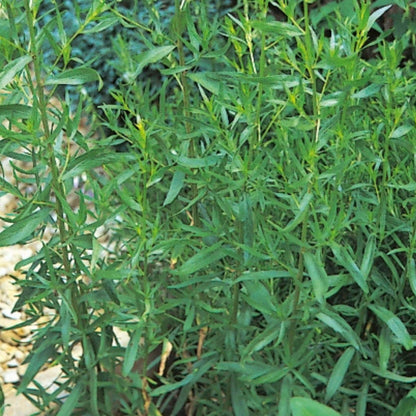 Russian Tarragon seeds - Herbal Plant