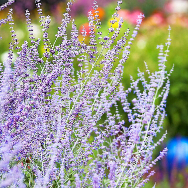 Russian sage seeds - Vegetable Plant
