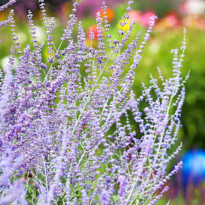 Russian sage seeds - Vegetable Plant