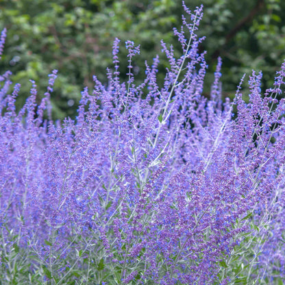 Russian sage seeds - Vegetable Plant