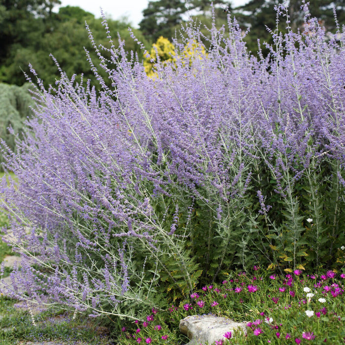 Russian sage seeds - Vegetable Plant