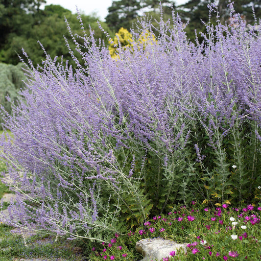 Russian sage seeds - Vegetable Plant
