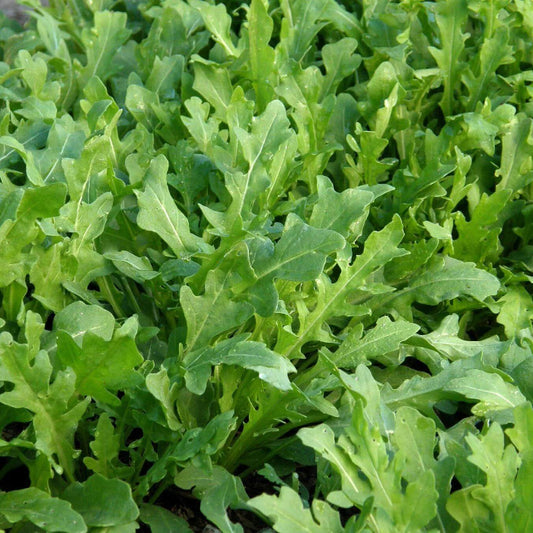Rustic Arugula Seeds - Heirloom Vegetable Plant for Home Gardens