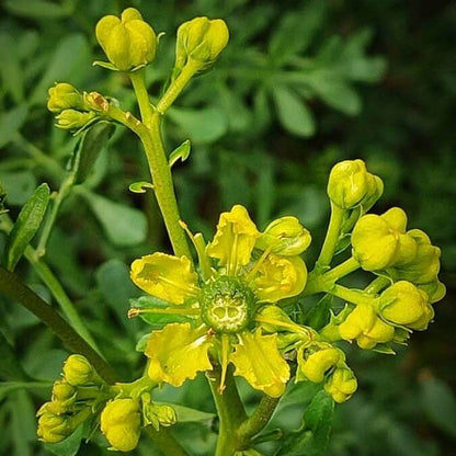 Ruta Graveolens Rue Seeds