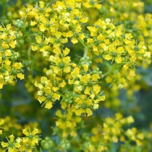 Ruta Graveolens Rue Seeds