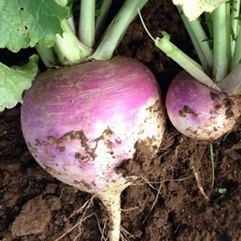 Rutabaga Seeds