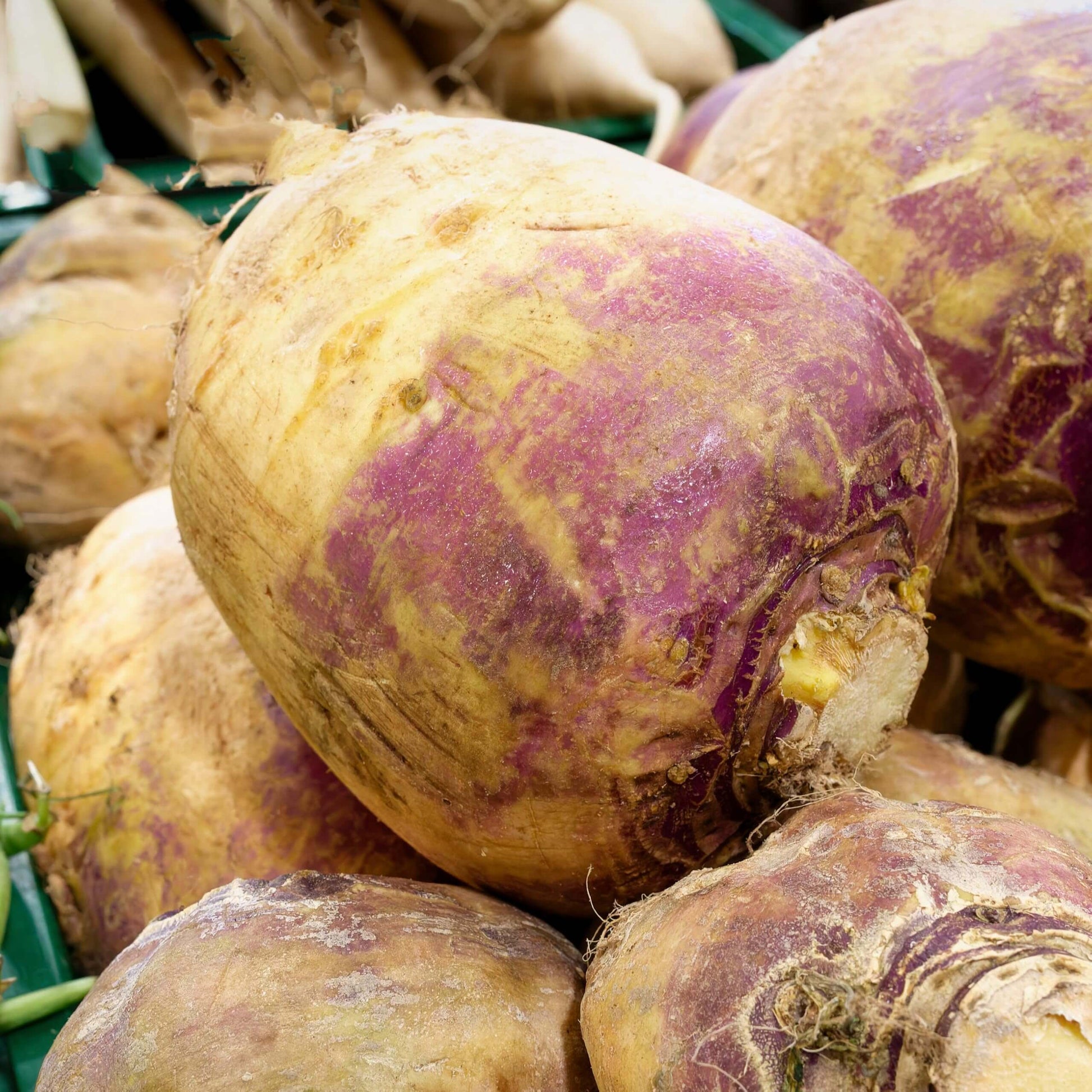 Rutabaga Seeds