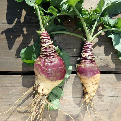 Rutabaga Seeds