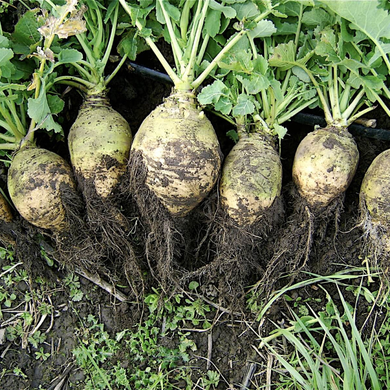 Rutabaga Seeds