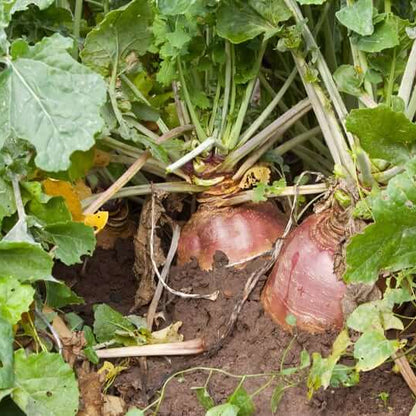 Rutabaga Seeds