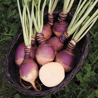 Rutabaga seeds - Vegetable Plant