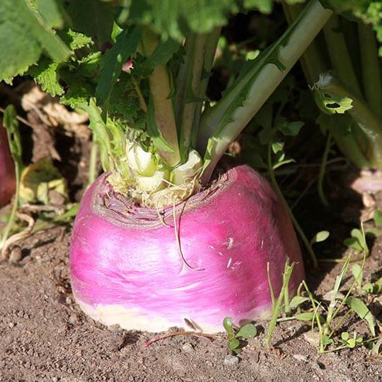 Rutabaga seeds - Vegetable Plant