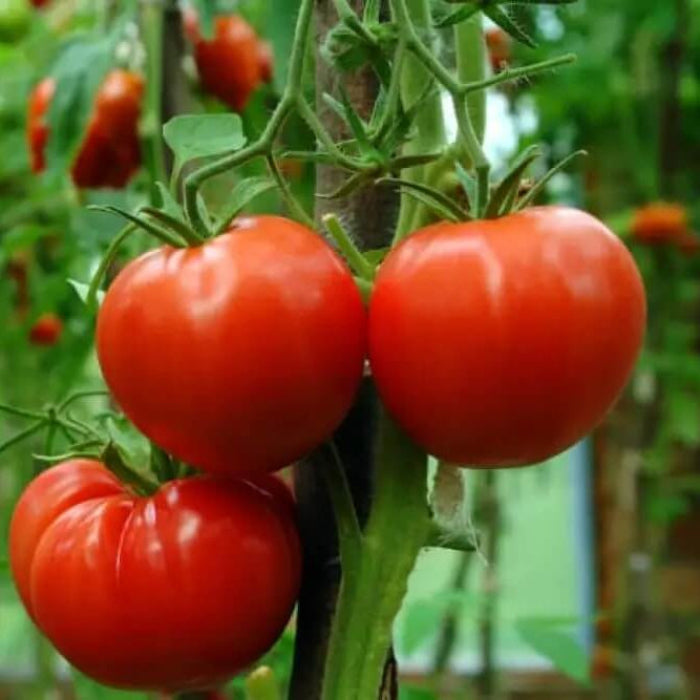  Rutgers tomato seeds - Vegetable Plant