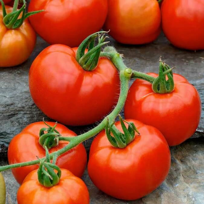  Rutgers tomato seeds - Vegetable Plant