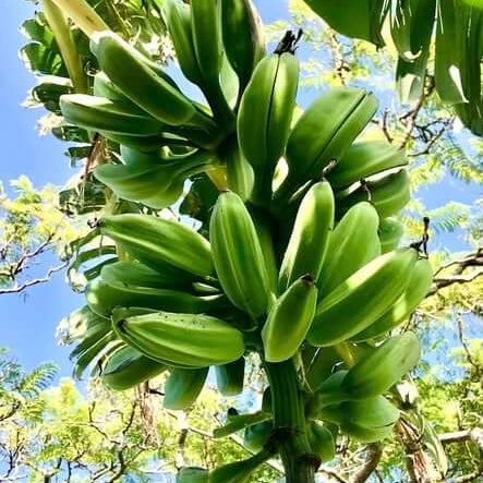 Saba Banana Seeds