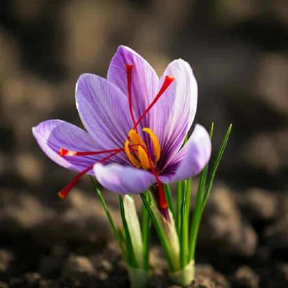 Saffron Seeds - Herbal Plant for Home Gardens