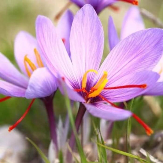 Saffron Spice Plant Seeds