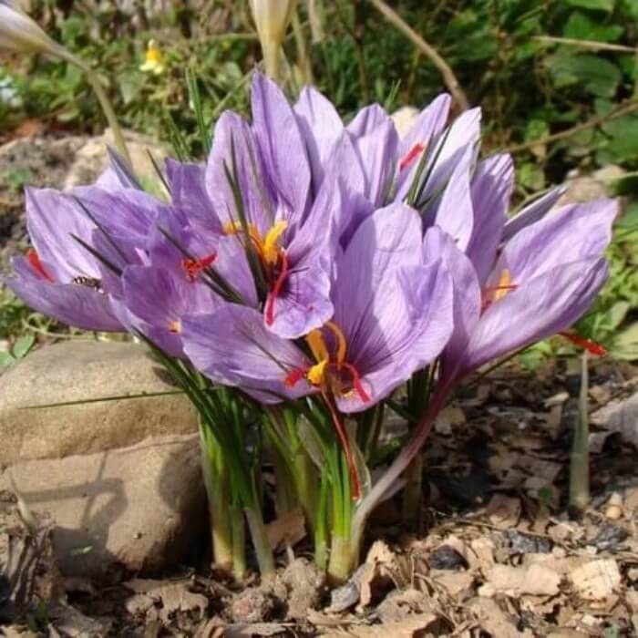 Saffron Spice Plant Seeds