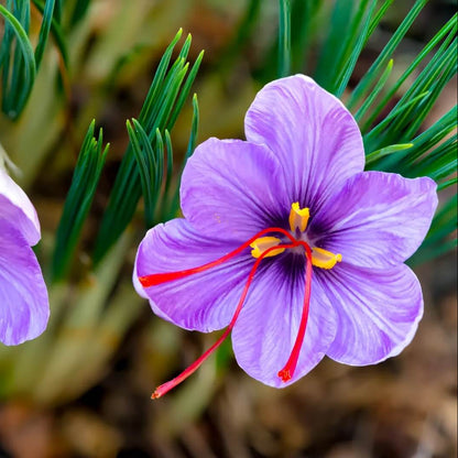 Saffron seeds