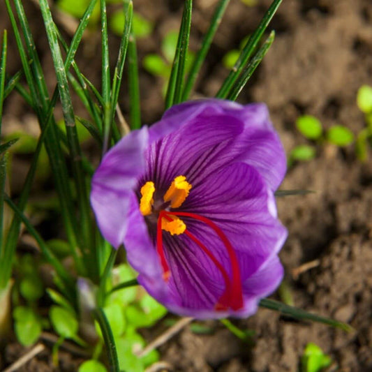 Saffron seeds