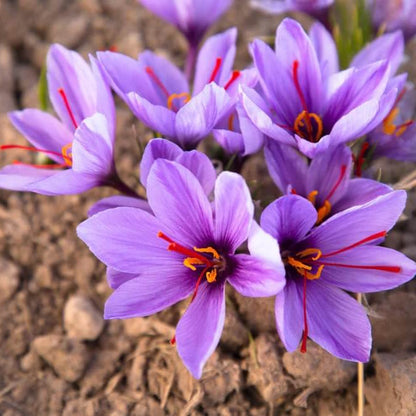 Saffron seeds