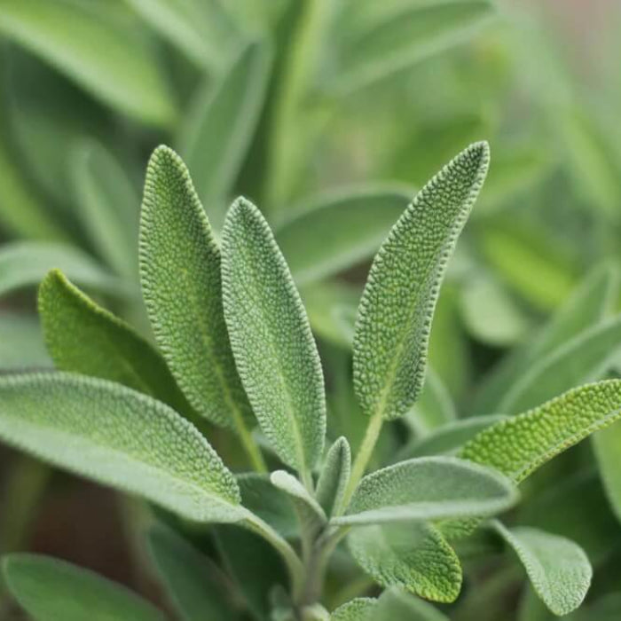 Sage Seeds - Herbal Plant