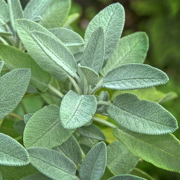 Sage Seeds - Herbal Plant