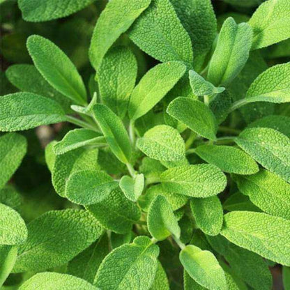 Sage Seeds - Herbal Plant