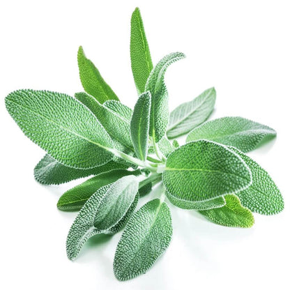 Sagebrush Seeds - Herbal Plant for Home Gardens