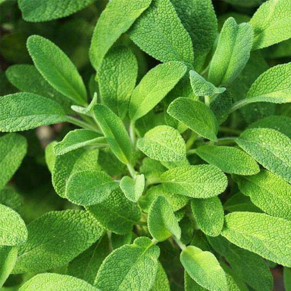 Sagebrush Seeds - Herbal Plant for Home Gardens