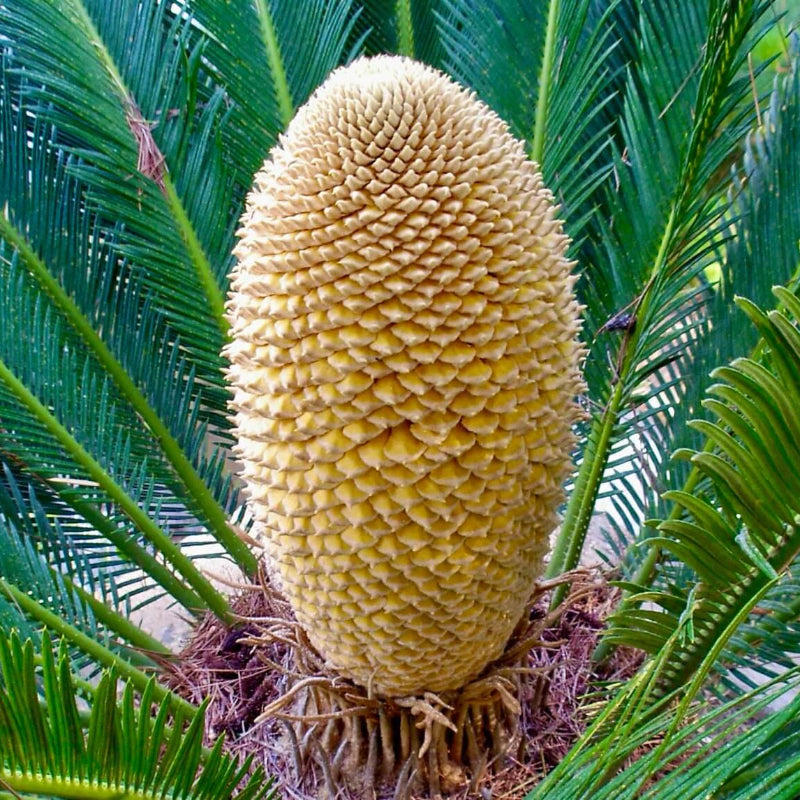 Sago Palm Seeds