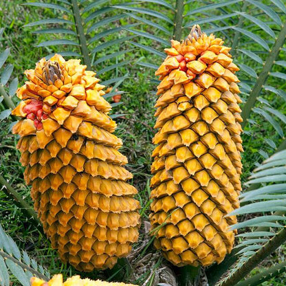 Sago Palm Seeds