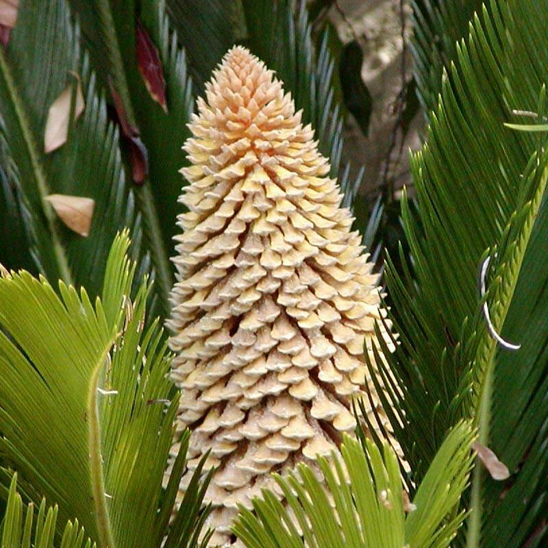 Sago Palm Seeds