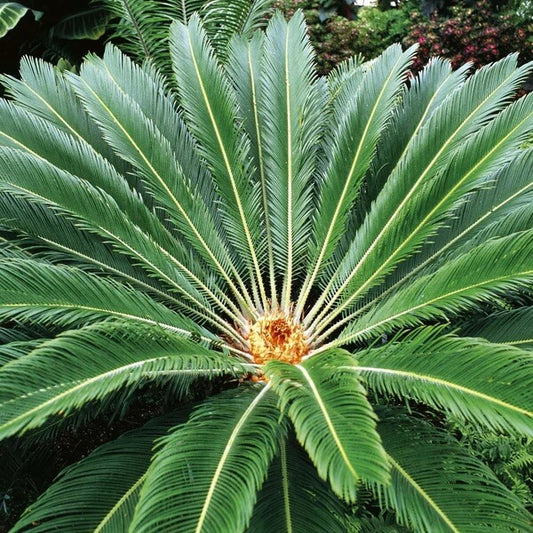 Sago Palm Seeds For Planting 