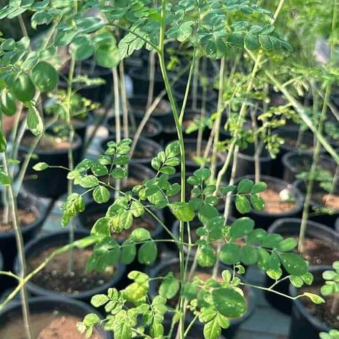 Sahjan Seeds