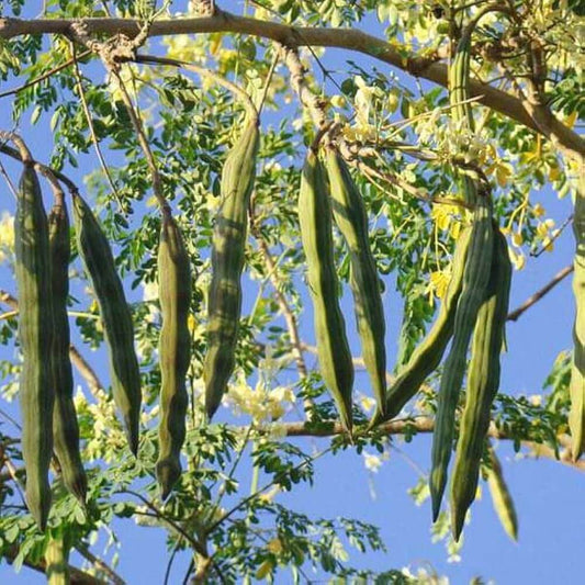 Sahjan Seeds