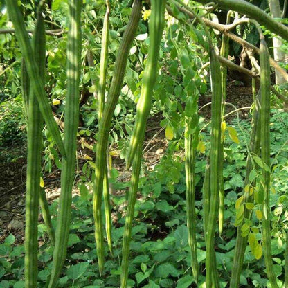 Sahjan Seeds