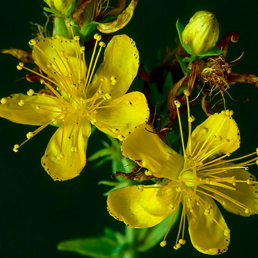 Saint John's Wort Seeds - Herbal Plant