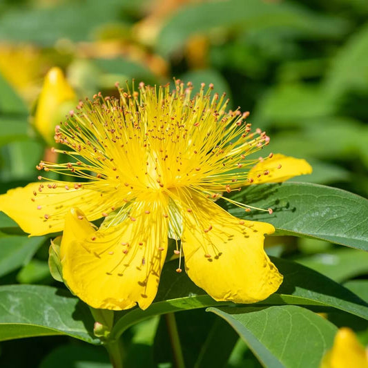 Saint John's Wort Seeds - Herbal Plant